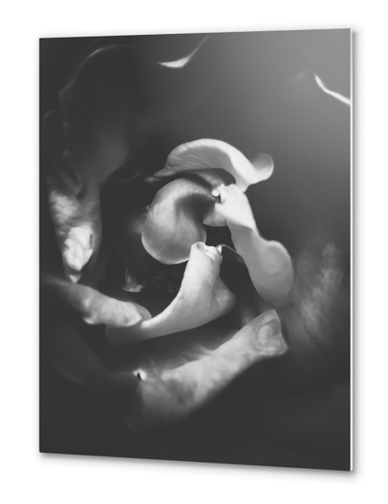 closeup rose in black and white Metal prints by Timmy333