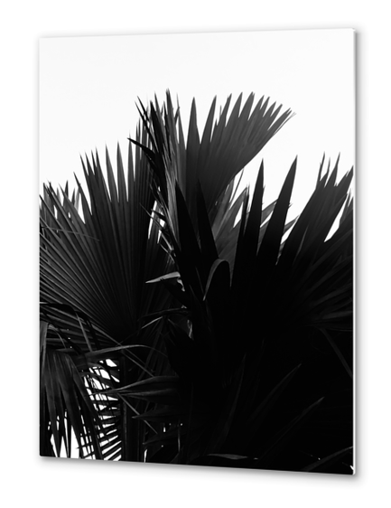 palm leaves texture abstract background in black and white Metal prints by Timmy333