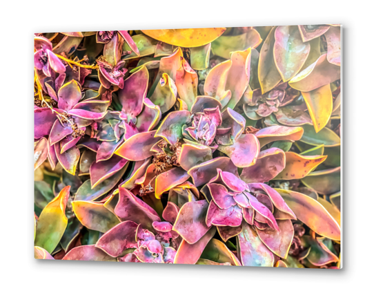 green and pink succulent plant garden texture background Metal prints by Timmy333