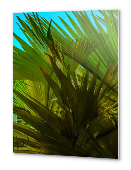 green palm leaves texture with blue sky background Metal prints by Timmy333