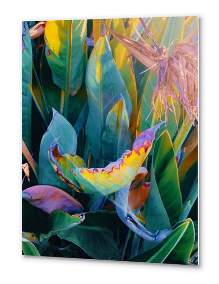 green bird of paradise leaves texture background Metal prints by Timmy333