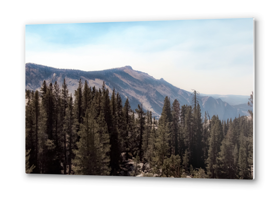 pine tree and mountain view at Yosemite national park California USA Metal prints by Timmy333