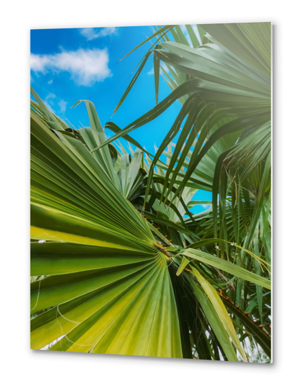 green palm leaves abstract with blue sky background Metal prints by Timmy333