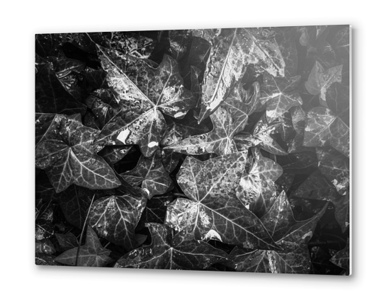 closeup ivy leaves garden texture in black and white Metal prints by Timmy333