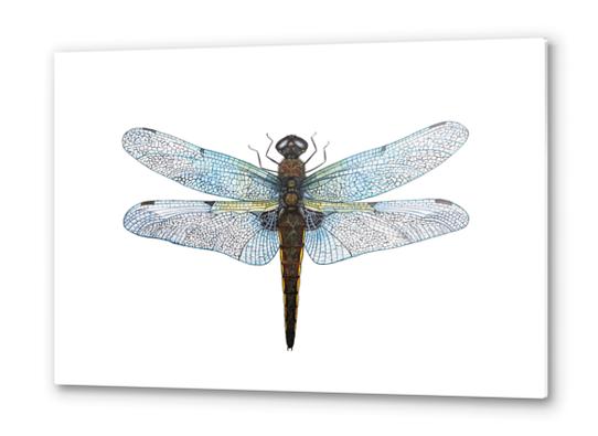 Dragonfly Metal prints by Nika_Akin