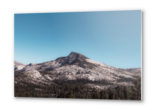 mountain and pine tree at Yosemite national park California USA Metal prints by Timmy333