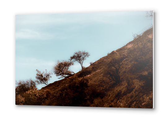 tree on the hill with blue sky at Los Angeles California USA Metal prints by Timmy333