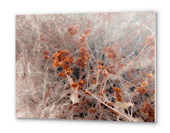 blooming dry flowers with brown dry grass abstract background Metal prints by Timmy333