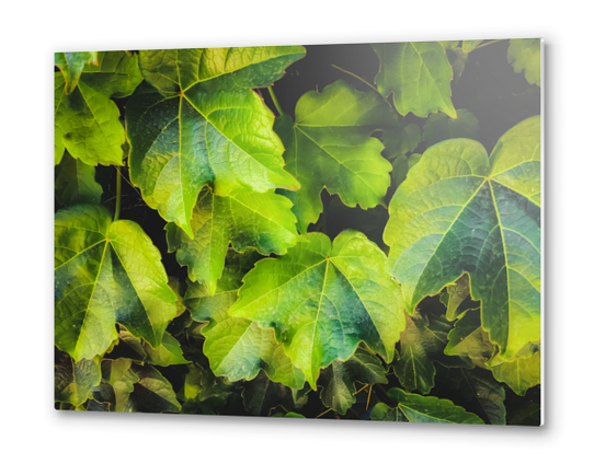 closeup green ivy leaves garden texture background Metal prints by Timmy333