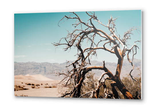 Tree branch in the sand desert and mountain view at Death Valley national park California USA Metal prints by Timmy333