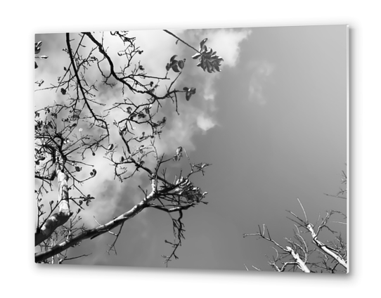 tree branches with clouds and sky background in black and white Metal prints by Timmy333