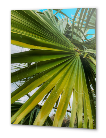 green palm leaves texture with blue sky background Metal prints by Timmy333