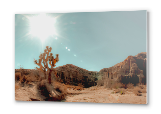 Desert and cactus with summer sunlight at Red Rock Canyon State Park California USA Metal prints by Timmy333