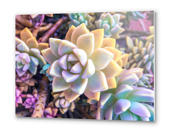 green and pink succulent plant garden background Metal prints by Timmy333