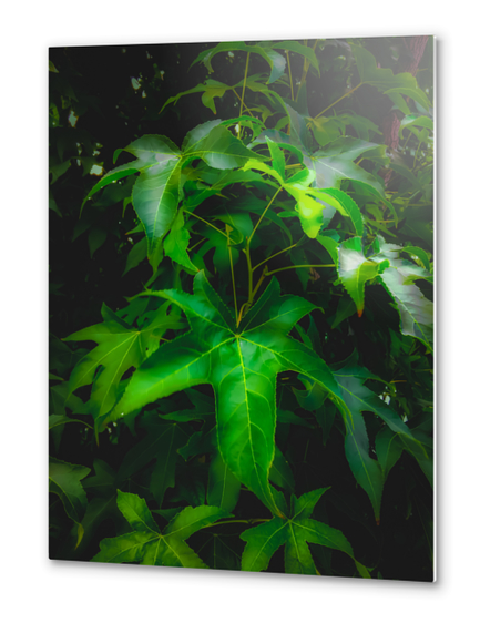 closeup green leaves plant texture background Metal prints by Timmy333