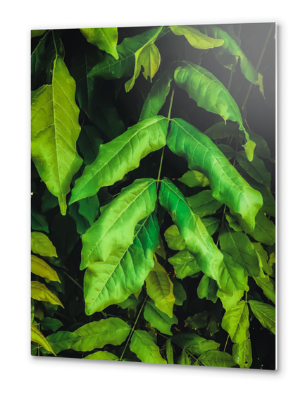 green leaves texture background Metal prints by Timmy333