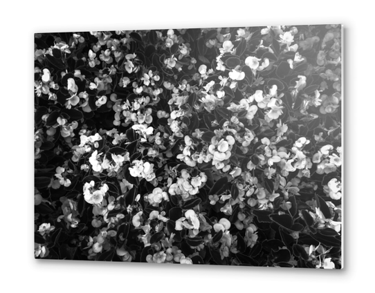 blooming flowers garden background in black and white Metal prints by Timmy333