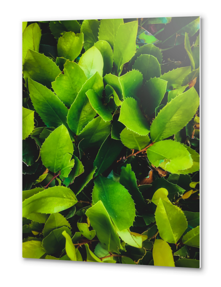 closeup green leaves texture background Metal prints by Timmy333