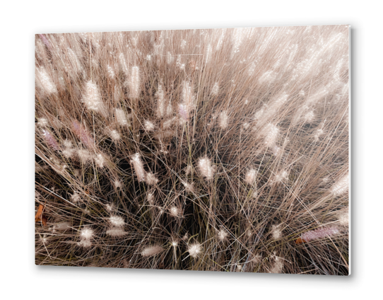 blooming grass flowers field texture abstract background Metal prints by Timmy333