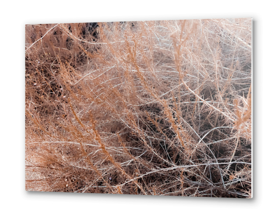 Closeup brown dry plant abstract texture background Metal prints by Timmy333