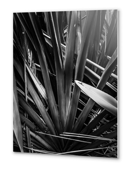 palm leaves texture abstract in black and white Metal prints by Timmy333