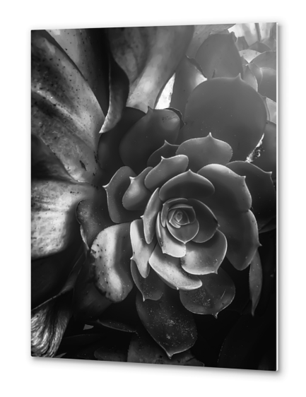 closeup succulent plant in black and white Metal prints by Timmy333