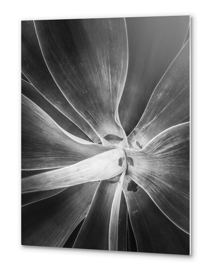 succulent plant texture in black and white Metal prints by Timmy333