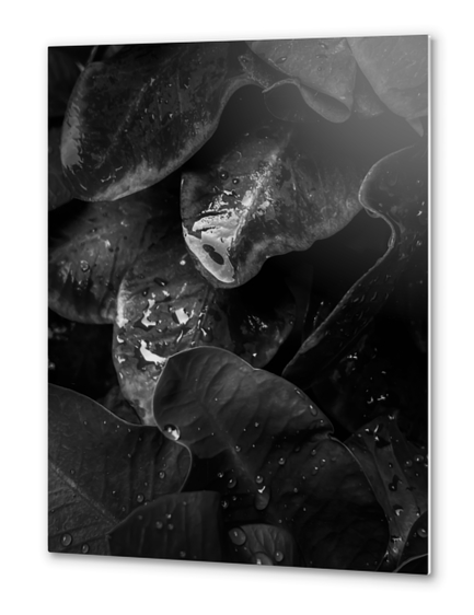 closeup tropical plant leaves texture in black and white Metal prints by Timmy333