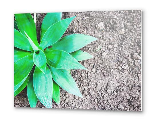 green leaf plant with sand background Metal prints by Timmy333