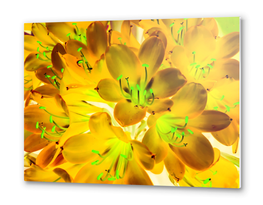 closeup yellow flower with green pollen background Metal prints by Timmy333