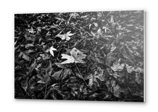 maple leaves texture in black and white Metal prints by Timmy333