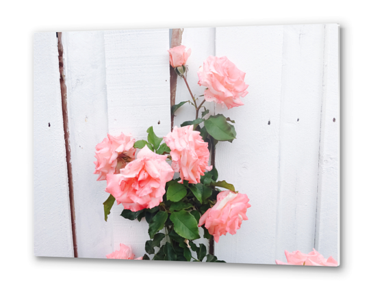 pink rose garden with white wood wall background Metal prints by Timmy333