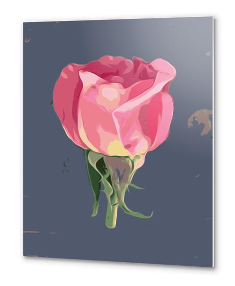 pink rose with grey background Metal prints by Timmy333