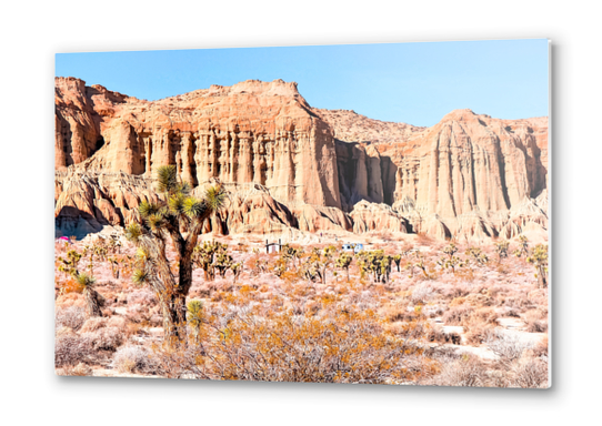 cactus in the desert with blue sky in summer at California,  USA Metal prints by Timmy333