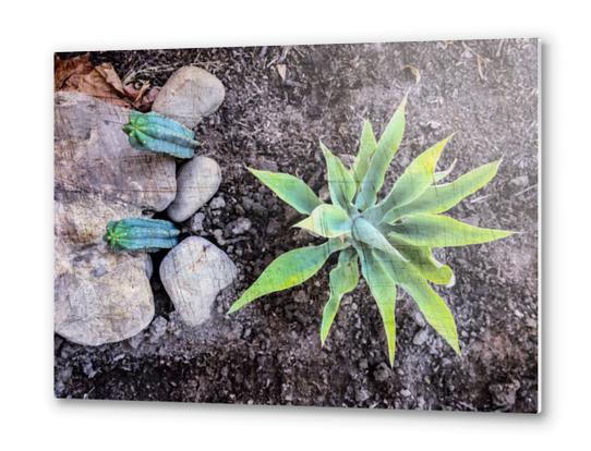 cactus with green leaves and stone on the ground Metal prints by Timmy333