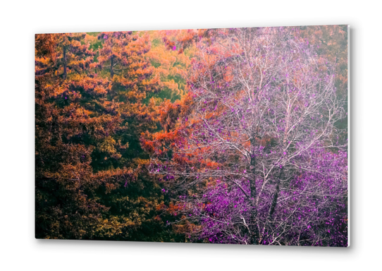 autumn tree in the forest with purple and brown leaf Metal prints by Timmy333