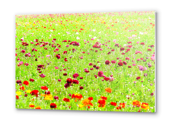 blooming flower field Metal prints by Timmy333