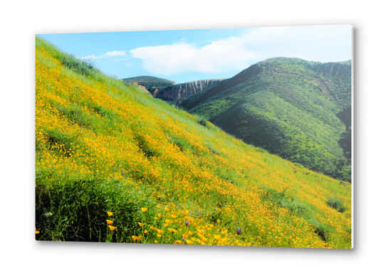 yellow poppy flower field with green leaf and green mountain and cloudy blue sky in summer Metal prints by Timmy333