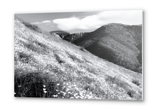 poppy flower field with mountain and cloudy sky background in black and white Metal prints by Timmy333