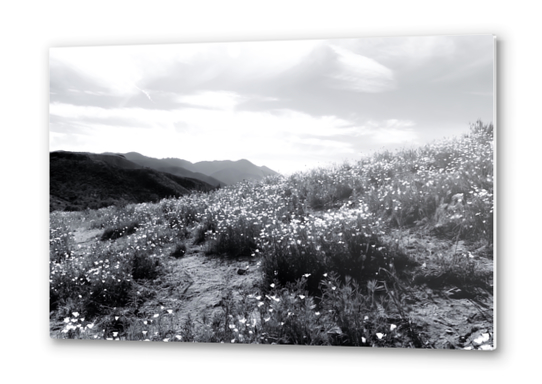 poppy flower field with mountain and cloudy sky in black and white Metal prints by Timmy333