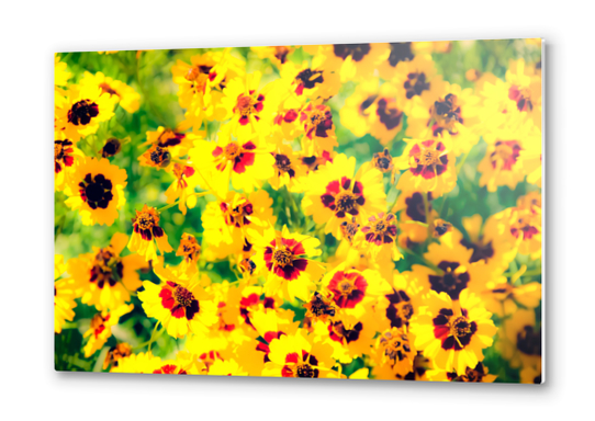 blooming yellow flower with green leaf background Metal prints by Timmy333