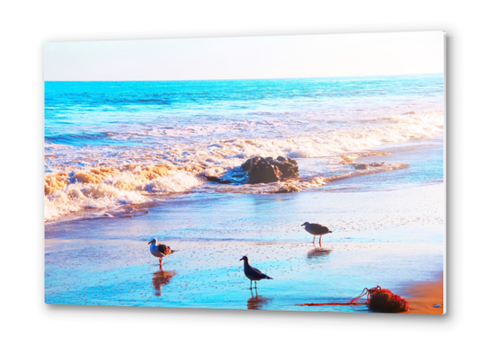 seagull bird on the sandy beach with blue wave water in summer Metal prints by Timmy333