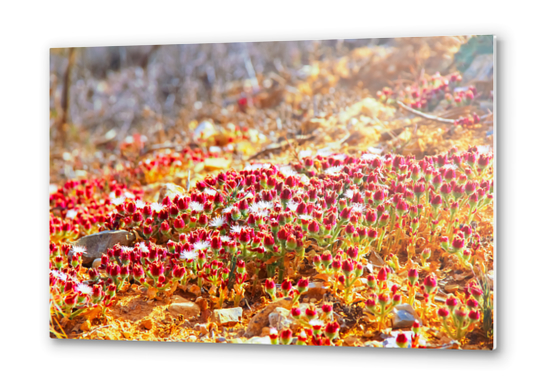 closeup red flower with green leaf background Metal prints by Timmy333