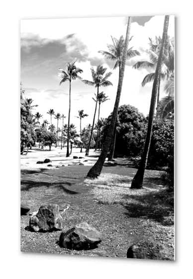 palm tree with cloudy sky in black and white Metal prints by Timmy333