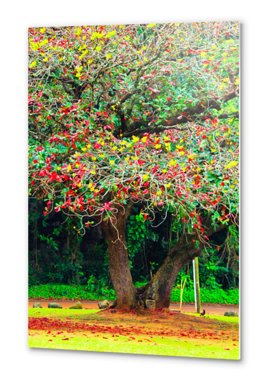 big tree with green yellow and red leaves Metal prints by Timmy333