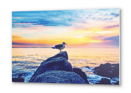 bird on the stone with ocean sunset sky background Metal prints by Timmy333