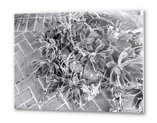 succulent plant with brick floor background in black and white Metal prints by Timmy333