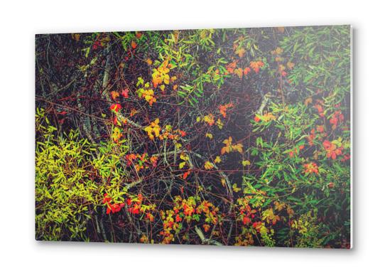 red yellow orange and green leaves background Metal prints by Timmy333