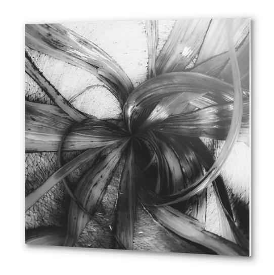 spiral leaves texture background in black and white Metal prints by Timmy333