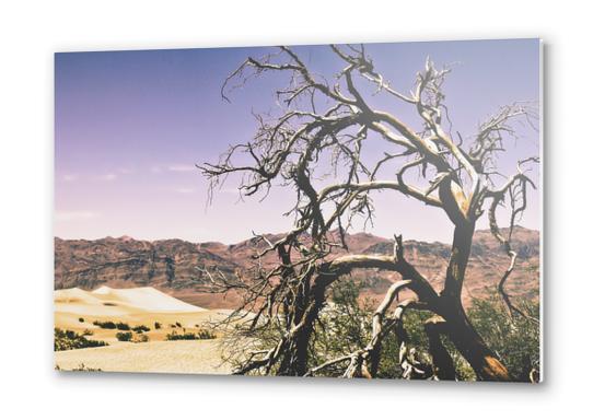 tree at the Death Valley national park,USA Metal prints by Timmy333